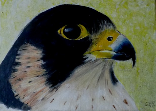 The peregrine falcon 30x40 cm(Sold)